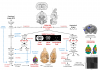 SIGMA Rat brain ressources for integrated MRI investigations