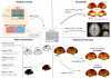 ciftiTools Graphical Abstract