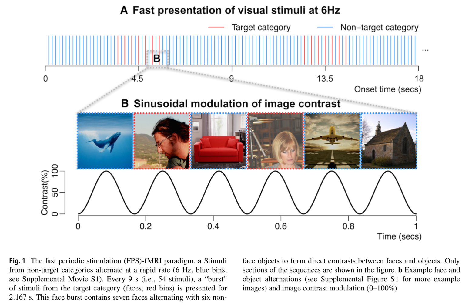Fast-periodic-stimulation (FPS) fMRI paradigm