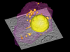 Pancreatic beta cell rendered in 3dmod's ModelView Window