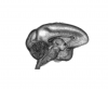Rendering of T1 INIA19 template image cut at midline